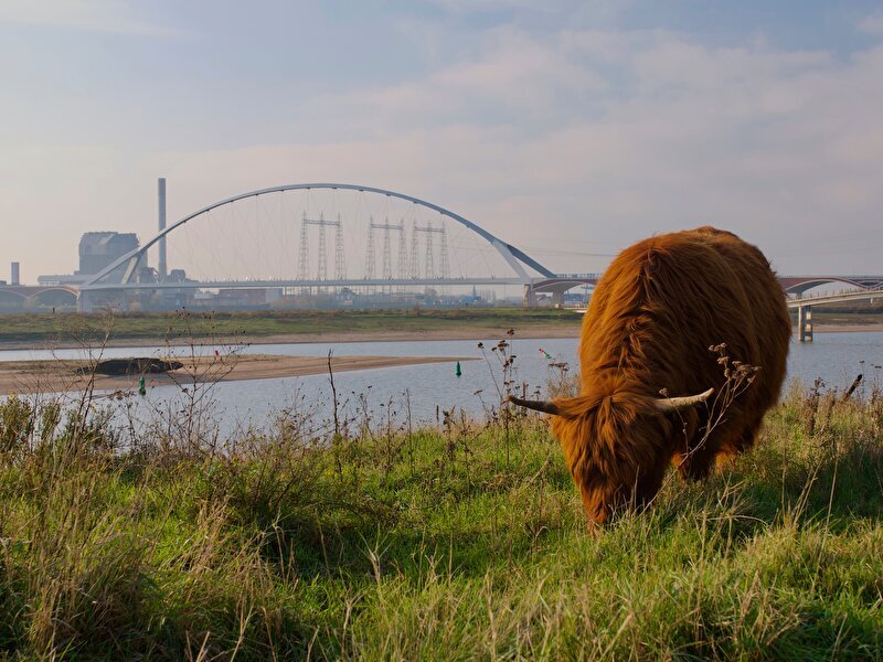 Cattle at secondary channel Waal near Nijmegen